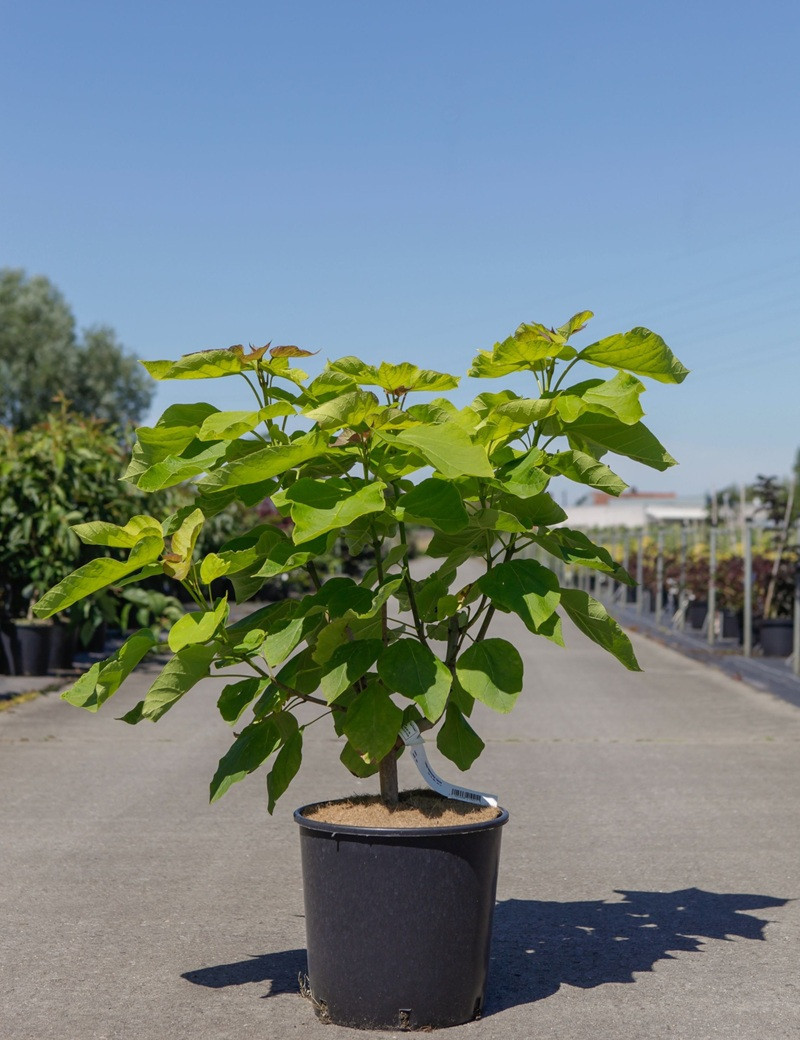 25 Semi Di Catalpa Del Sud 'Aurea' - Catalpa Bignoniaceae, Albero Ornamentale