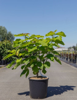 CATALPA bignonioides AUREA En pot de 12-15 litres buisson hauteur 080-100 cm