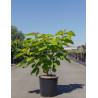 CATALPA bignonioides AUREA En pot de 12-15 litres buisson hauteur 080-100 cm