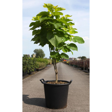 CATALPA bignonioides AUREA En pot de 35-50 litres buisson hauteur 125-150 cm