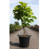CATALPA bignonioides AUREA En pot de 35-50 litres buisson hauteur 125-150 cm