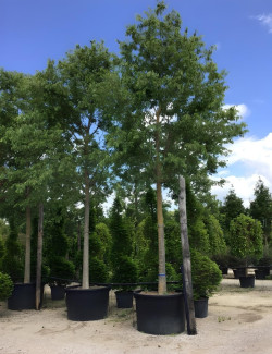 CELTIS australis