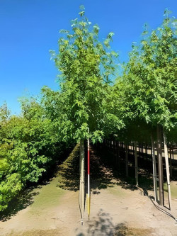 Liquidambar Styraciflua Worplesdon Motte biodégradable tige hauteur du tronc 190-210 cm circonférence du tronc 16-18 cm