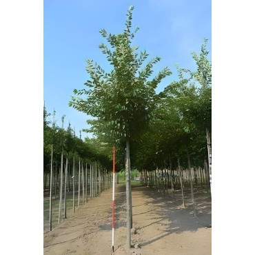 PRUNUS ACCOLADE Motte tige hauteur du tronc 190-210 cm circonférence du tronc 18-20 cm