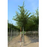 PRUNUS ACCOLADE Motte tige hauteur du tronc 190-210 cm circonférence du tronc 18-20 cm
