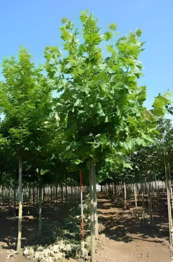 PLATANUS acerifolia Motte tige hauteur du tronc 190-210 cm circonférence du tronc 20-25 cm