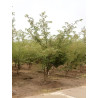 PRUNUS ACCOLADE Motte cépée hauteur 250-300 cm