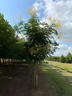 KOELREUTERIA paniculata Motte tige hauteur du tronc 190-210 cm circonférence du tronc 16-18 cm