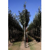 Prunus Padus Motte tige hauteur du tronc 190-210 cm circonférence du tronc 18-20 cm