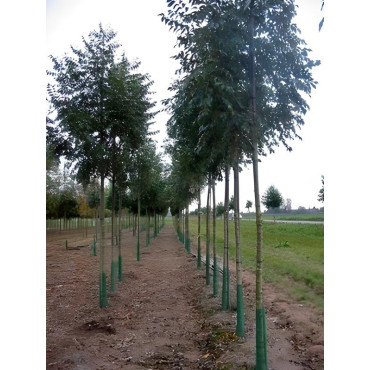 FRAXINUS excelsior Motte tige hauteur du tronc 190-210 cm circonférence du tronc 18-20 cm