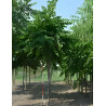 Cercis siliquastrum Motte tige hauteur du tronc 190-210 cm circonférence du tronc 16-18 cm Cercis siliquastrum Motte tige hauteur du tronc 190-210 cm circonférence du tronc 16-18 cm