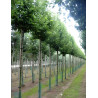 PYRUS calleryana CHANTICLEER Motte tige hauteur du tronc 190-210 cm circonférence du tronc 18-20 cm