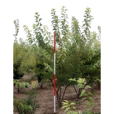 Prunus Subhirtella Autumnalis Motte cépée hauteur 200-250 cm