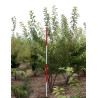 Prunus Subhirtella Autumnalis Motte cépée hauteur 200-250 cm