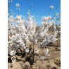 PRUNUS yedoensis Motte cépée hauteur 200-250 cm