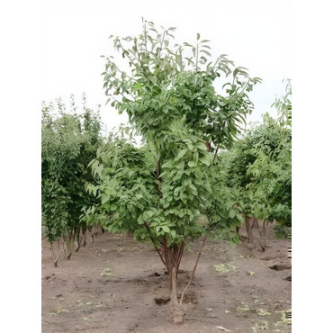 PRUNUS avium PLENA Motte cépée hauteur 250-300 cm