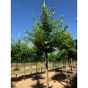 PRUNUS avium PLENA Motte tige hauteur du tronc 190-210 cm circonférence du tronc 18-20 cm