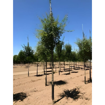 CRATAEGUS laevigata PAUL'S SCARLET Motte tige hauteur du tronc 190-210 cm circonférence du tronc 14-16 cm