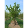 ACER buergerianum Motte cépée hauteur 300-350 cm