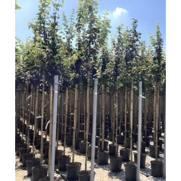 ACER campestre En pot de 25-30 litres tige hauteur du tronc 190-210 cm circonférence du tronc 08-10 cm