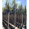 ACER campestre En pot de 25-30 litres tige hauteur du tronc 190-210 cm circonférence du tronc 08-10 cm