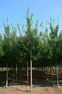 ACER ELSRIJK Motte tige hauteur du tronc 190-210 cm circonférence du tronc 16-18 cm