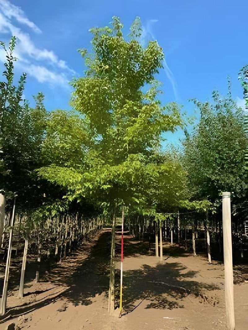 ACER negundo (Érable à feuilles de frêne) — free download