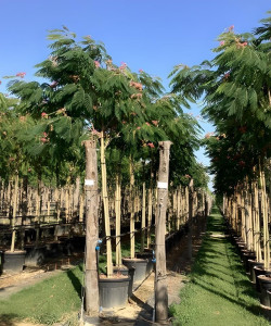 ALBIZIA julibrissin OMBRELLA En pot de 90-110 litres tige hauteur du tronc 190-210 cm circonférence du tronc 14-16 cm