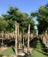 arbre-a-soie-ombrella-albizia-julibrissin-ombrella-12.jpg