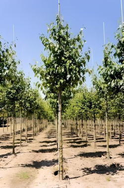 ALNUS cordata Motte tige hauteur du tronc 190-210 cm circonférence du tronc 14-16 cm