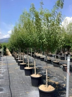 AMANDIER En pot de 70-90 litres tige hauteur du tronc 090-110 cm circonférence du tronc 14-16-18 cm