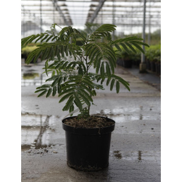 ALBIZIA julibrissin OMBRELLA En pot de 10-12 litres buisson hauteur 060-080 cm