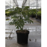 ALBIZIA julibrissin OMBRELLA En pot de 10-12 litres buisson hauteur 060-080 cm