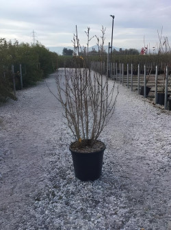 amelanchier-a-feuilles-daulne-obelisk-amelanchier-alnifolia-obelisk-4.jpg