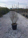 amelanchier-a-feuilles-daulne-obelisk-amelanchier-alnifolia-obelisk-4.jpg