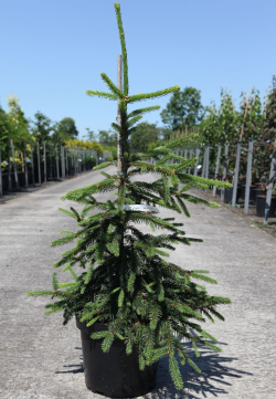 PICEA abies INVERSA PENDULA En pot de 7-10 litres hauteur 060-080 cm