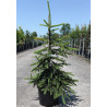 PICEA abies INVERSA PENDULA En pot de 7-10 litres hauteur 060-080 cm