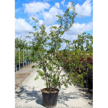 PRUNUS subhirtella AUTUMNALIS En pot de 70-90 litres cépée hauteur 200-250 cm