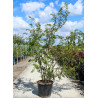 PRUNUS subhirtella AUTUMNALIS En pot de 70-90 litres cépée hauteur 200-250 cm
