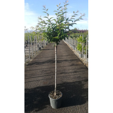 PRUNUS subhirtella AUTUMNALIS En pot de 15-20 litres tige hauteur du tronc 090-110 cm circonférence du tronc 08-10 cm
