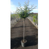 PRUNUS subhirtella AUTUMNALIS En pot de 15-20 litres tige hauteur du tronc 090-110 cm circonférence du tronc 08-10 cm