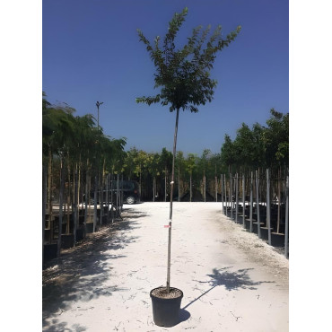 PRUNUS subhirtella AUTUMNALIS En pot de 30-35 litres tige hauteur du tronc 190-210 cm circonférence du tronc 10-12 cm