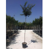 PRUNUS subhirtella AUTUMNALIS En pot de 30-35 litres tige hauteur du tronc 190-210 cm circonférence du tronc 10-12 cm