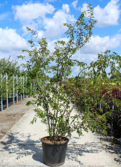 PRUNUS subhirtella AUTUMNALIS ROSEA En pot de 70-90 litres cépée hauteur 200-250 cm