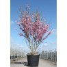 PRUNUS subhirtella FUKUBANA En pot de 90-110 litres cépée hauteur 175-200 cm PRUNUS subhirtella FUKUBANA En pot de 90-110 litres cépée hauteur 175-200 cm