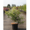 PRUNUS subhirtella FUKUBANA En pot de 7-10 litres buisson hauteur 060-080 cm PRUNUS subhirtella FUKUBANA En pot de 7-10 litres buisson hauteur 060-080 cm