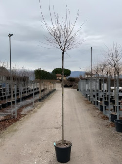 PRUNUS subhirtella FUKUBANA En pot de 25-30 litres tige hauteur du tronc 190-210 cm circonférence du tronc 10-12 cm