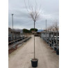 PRUNUS subhirtella FUKUBANA En pot de 25-30 litres tige hauteur du tronc 190-210 cm circonférence du tronc 10-12 cm PRUNUS subhirtella FUKUBANA En pot de 25-30 litres tige hauteur du tronc 190-210 cm circonférence du tronc 10-12 cm