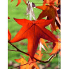 LIQUIDAMBAR styraciflua