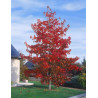 LIQUIDAMBAR styraciflua